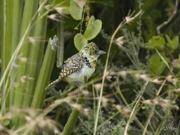 Western_Corridor_(Kirawira)2003-081